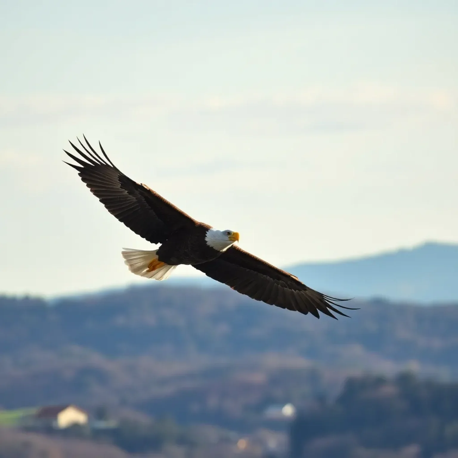 Spotting a Bald Eagle in Canton: A Feel-Good Nature Moment