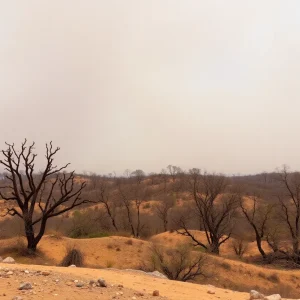 Burnt landscape in Los Angeles due to wildfires